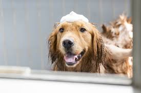 Miért fontos fürdetni a kutyát?